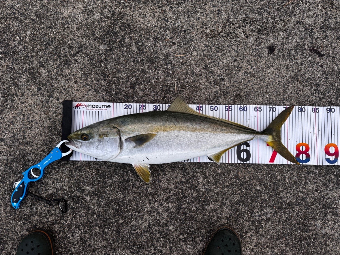 広島県大竹市堤防 ショアジギング ブリ82cm 釣果実績
