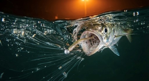 アジがルアーを吸い込もうとしているアイキャッチ画像