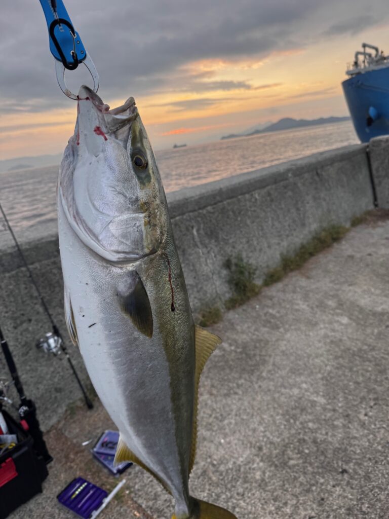 鰤をショアから釣った写真