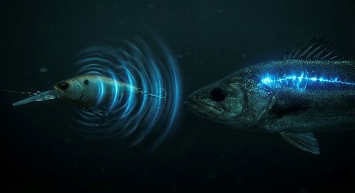 魚はルアーを見ているんじゃなくて聞いているということを表したアイキャッチ画像